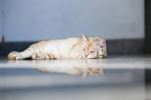 Oranje Bruin Gestreept Mooie Schattige Kat Die Een Dutje Doet — Stockfoto