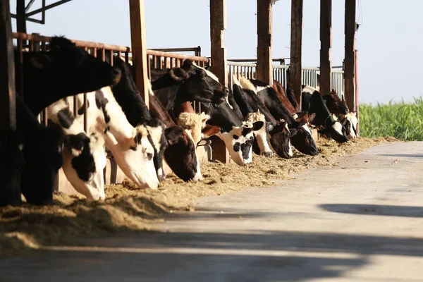 Muitas Vacas Celeiro Criação Vacas Leiteiras Campo Vaca Está Comendo — Fotografia de Stock