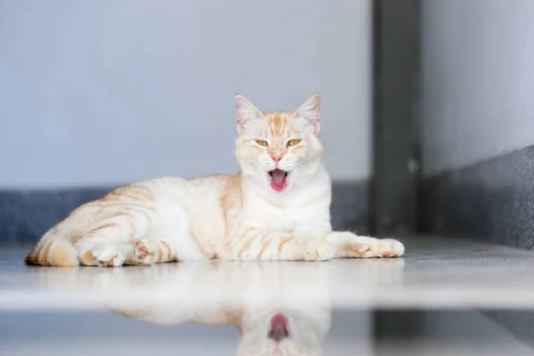 Oranje Bruin Gestreept Mooie Schattige Kat Die Een Dutje Doet — Stockfoto