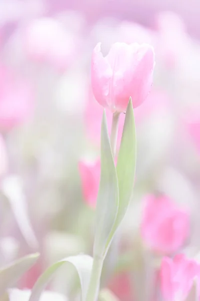 Campo Tulipanes Coloridos Flores Verano Con Hojas Verdes Flores Borrosas —  Fotos de Stock