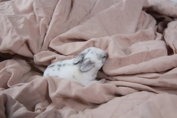 Маленький Красивый Кролик Спит Одеяле Прекрасный Новорожденный Кролик Дремлет Молодой — стоковое фото
