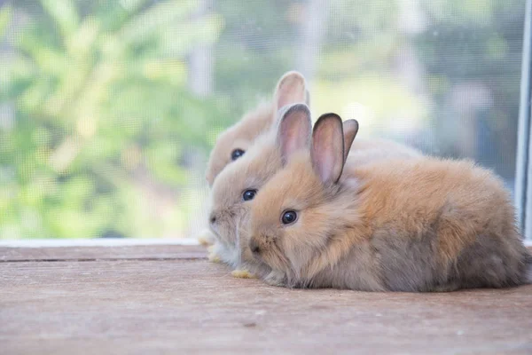 木製のテーブルの上に茶色のかわいい赤ちゃんウサギ 素敵なアクションで愛らしい若いウサギ 有名な小型ペット — ストック写真