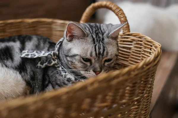 Британська Кішка Шотландська Гвоздика Лежить Підлозі Короткий Котячий Кіт Відомий — стокове фото
