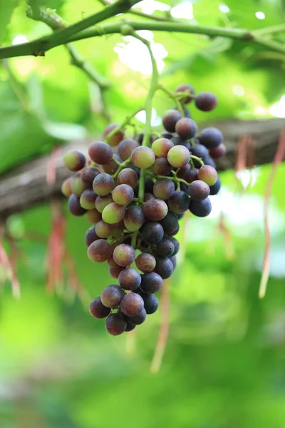 Zbliżenie Winogron Roślinach Zielonymi Liśćmi Czerwonymi Korzeniami Świeżymi Winogronami Jedzenia — Zdjęcie stockowe