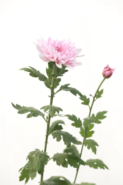 Muitos Bela Cor Doce Flor Crisântemo Campo Fundo Branco — Fotografia de Stock