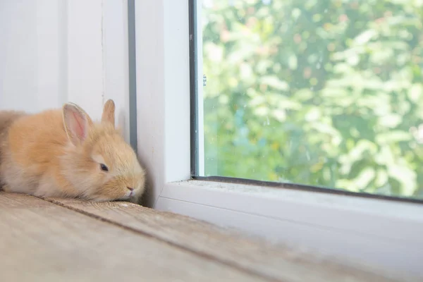 棕色可爱的小兔子躺在木桌上 可爱的小兔子在可爱的动作 著名的小宠物 — 图库照片