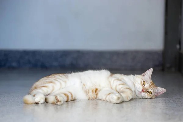 Oranje Bruin Gestreept Mooie Schattige Kat Die Een Dutje Doet — Stockfoto