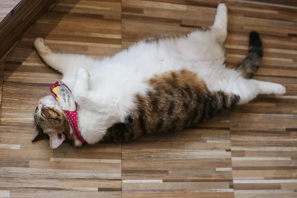 Gato Britânico Dobra Escocesa Gato Persa Deitado Chão Gato Cabelo — Fotografia de Stock