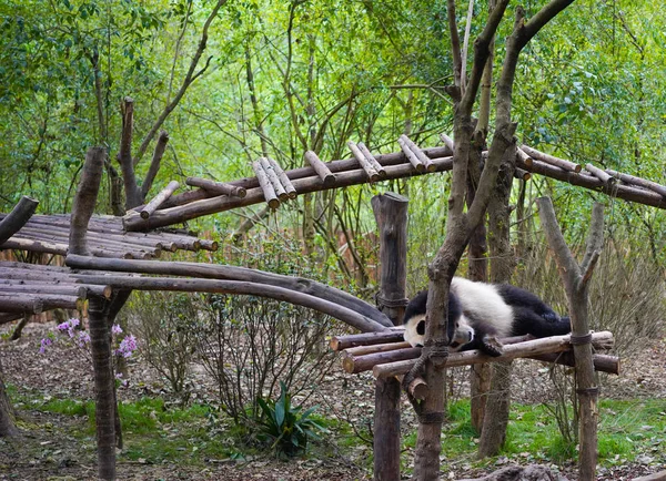 Dev Bir Panda Çin Nadir Bulunan Sevimli Bir Doğal Yaşam — Stok fotoğraf