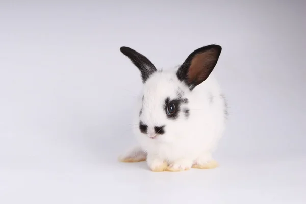 Bebê Coelho Adorável Fundo Branco Jovem Coelhinho Bonito Ação Bonito — Fotografia de Stock