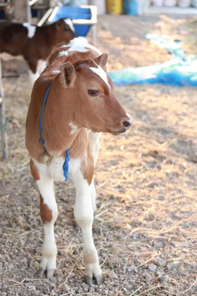 Baby Koe Vee Boerderij Leuke Bruine Rundveehouderij Voor Zuivel Melk — Stockfoto