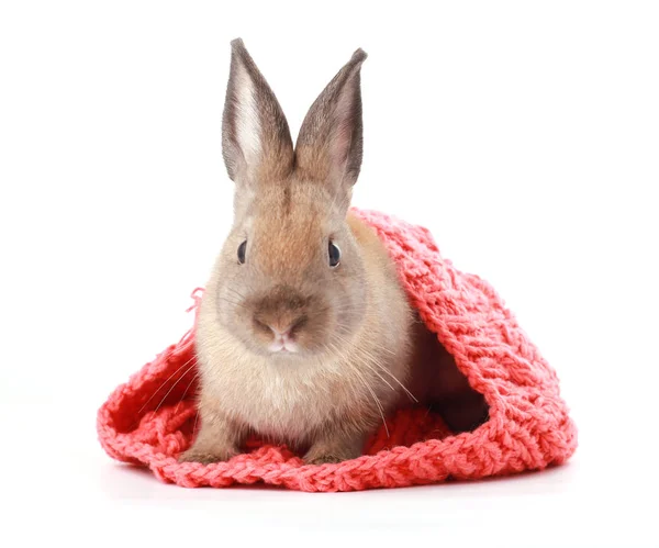 Conejo Joven Bebé Marrón Rosa Cálido Sombrero Invierno Hilo Sobre — Foto de Stock