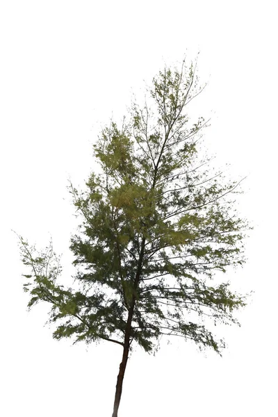 Wysokie Drzewo Zielony Brązowy Tułów Letnia Roślina Tropikalnym Lesie Białym — Zdjęcie stockowe
