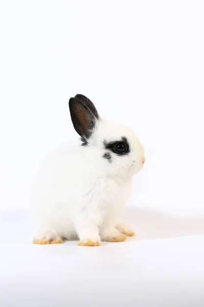 Adorable Conejo Enano Holandés Pequeño Blanco Negro Conejo Sobre Fondo — Foto de Stock