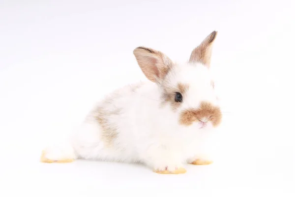 Baby Adorable Królik Białym Tle Młody Cute Bunny Akcji Piękny — Zdjęcie stockowe