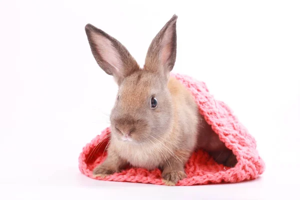 Bruin Baby Young Rabbit Roze Warme Garen Winter Hoed Witte — Stockfoto