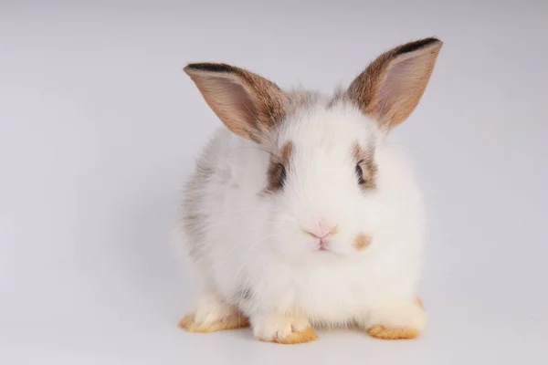 Bebé Conejo Adorable Sobre Fondo Blanco Joven Conejito Lindo Acción — Foto de Stock