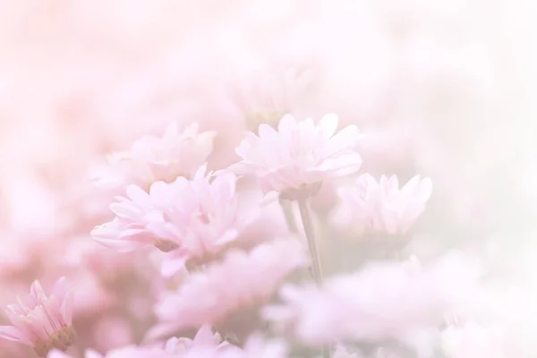 Muchos Hermoso Color Dulce Flores Crisantemo Campo —  Fotos de Stock