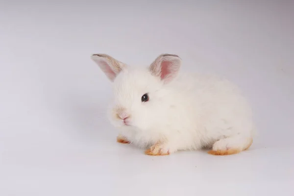 Baby Adorable Rabbit White Background Young Cute Bunny Action Lovely — Stock Photo, Image