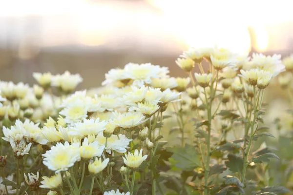 菊花与阳光的耀斑和甜蜜的温暖散景从光 — 图库照片