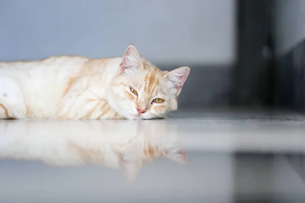 Oranje Bruin Gestreept Mooie Schattige Kat Die Een Dutje Doet — Stockfoto