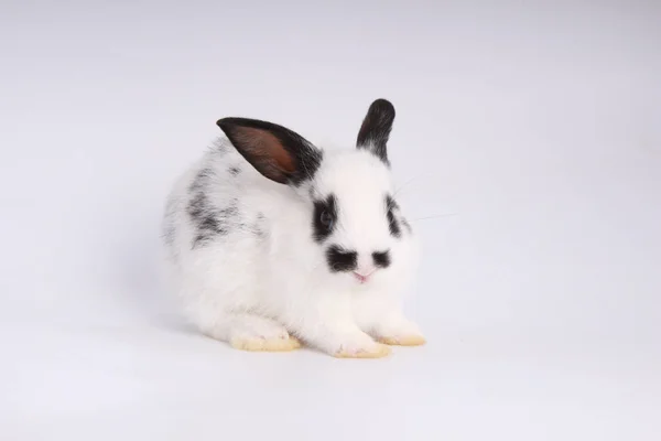 Baby Adorable Rabbit White Background Young Cute Bunny Action Lovely — Stock Photo, Image