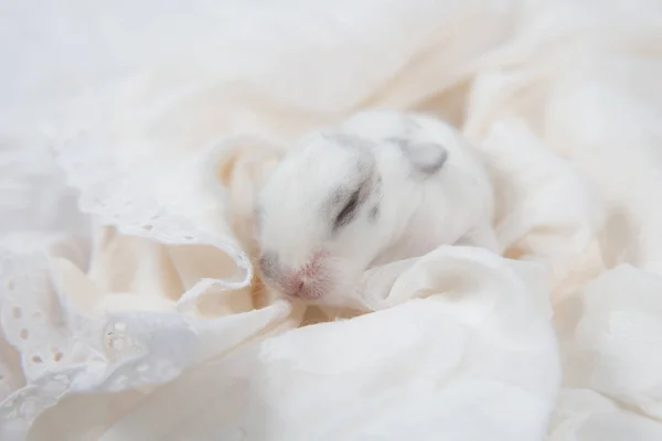Malý Krásný Králík Spí Dece Rozkošný Novorozený Králík Zdřímnul Malý — Stock fotografie