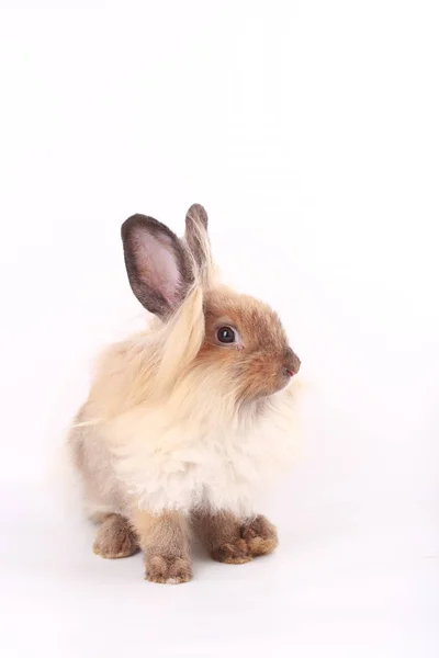 Pequeño Conejo Marrón Adorable Conejito Joven Sobre Fondo Blanco — Foto de Stock