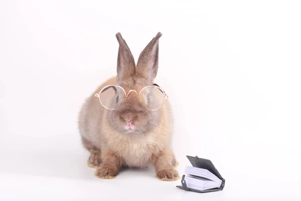Beyaz Arka Planda Gözlüklü Kahverengi Küçük Tavşan — Stok fotoğraf