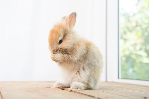 Conejo Bebé Lindo Marrón Mesa Madera Adorable Conejito Joven Acción —  Fotos de Stock