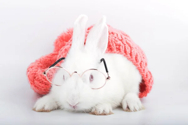 Vit Kanin Med Klara Glasögon Med Rosa Garnhatt Baby Bunny — Stockfoto