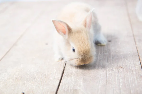 Conejo Bebé Lindo Marrón Mesa Madera Adorable Conejito Joven Acción —  Fotos de Stock