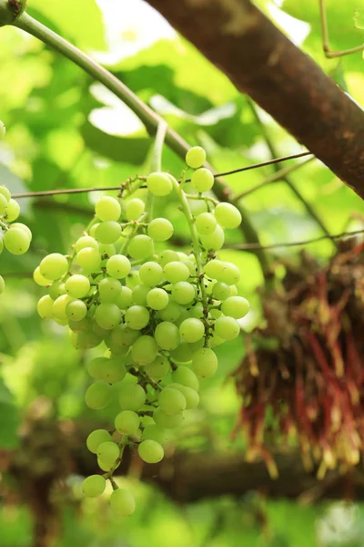 Primer Plano Uvas Planta Con Hojas Verdes Raíces Rojas Uvas — Foto de Stock