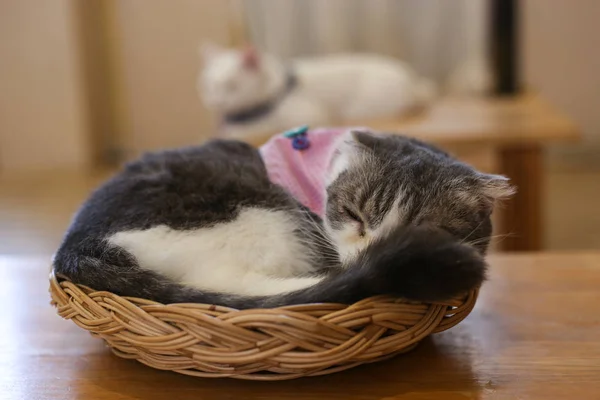 Gato Britânico Dobra Escocesa Gato Persa Deitado Chão Gato Cabelo — Fotografia de Stock