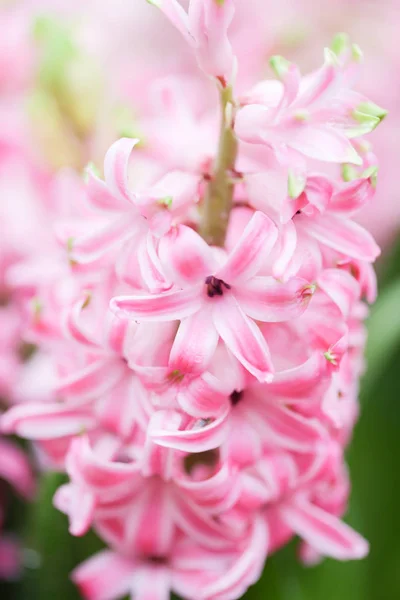 Hyacinths Garden Pink White Purple Wonder Smelled Flowers Planted Small — Stock Photo, Image