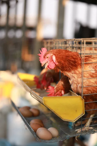 Chicken farm eating chicken\'s food in farm. Chicken produce fresh eggs on tray below their cage .