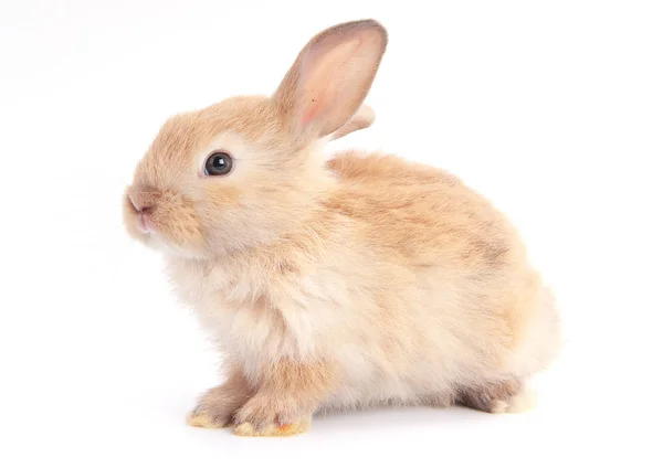 Baby Adorable Rabbit White Background Young Cute Bunny Action Lovely — Stock Photo, Image