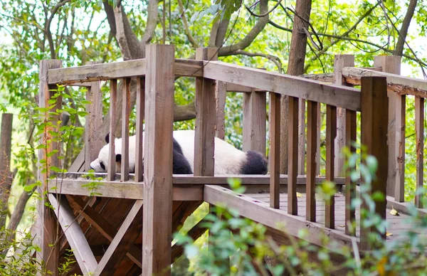 Giant Panda Cute Rare Reserved Wildlife China Chongqing — Stock Photo, Image