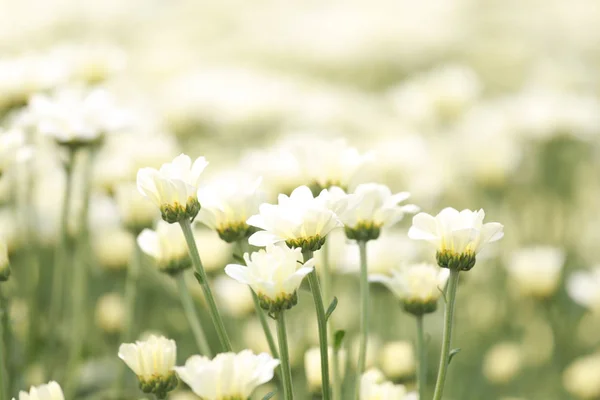 田野里许多美丽的菊花芬芳的颜色 — 图库照片