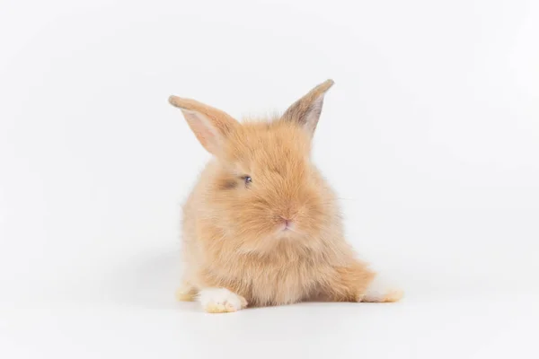 Bebé Conejo Mes Edad Sobre Fondo Blanco —  Fotos de Stock