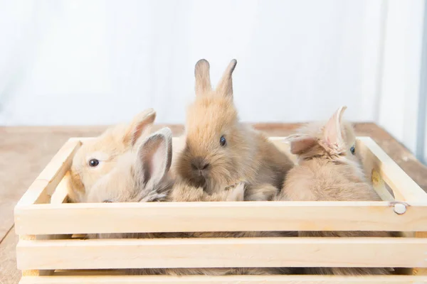 Brun Söt Baby Kaniner Träbord Bedårande Unga Kaniner Härlig Action — Stockfoto