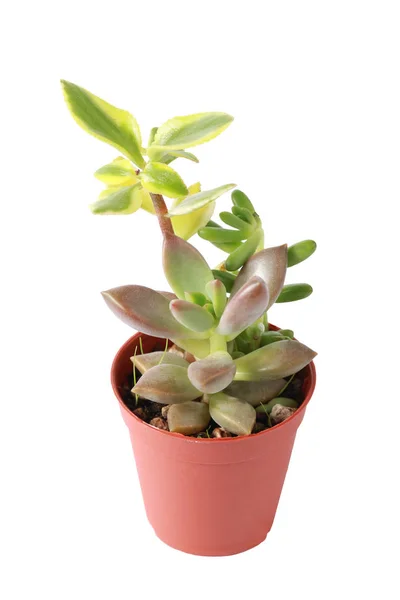 Succulent Cactus Potted Cactus Which House Plant Small Plastic Pot — Stock Photo, Image