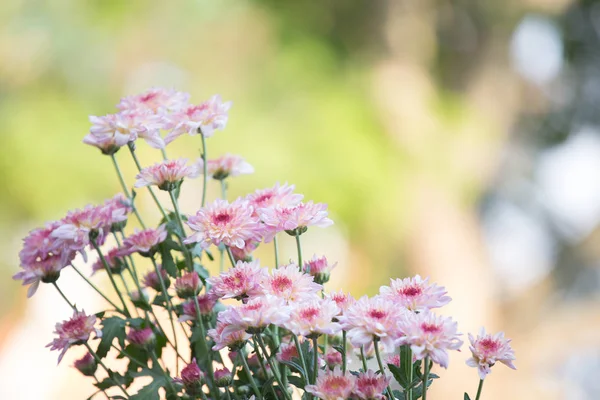 Gul Rosa Krysantemum Blommor Naturen — Stockfoto