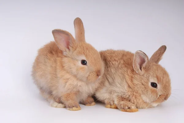 白い背景に赤ちゃん愛らしいウサギ アクションで若いかわいいウサギ ふわふわの髪の素敵なペット イースター素敵な小さなウサギ — ストック写真