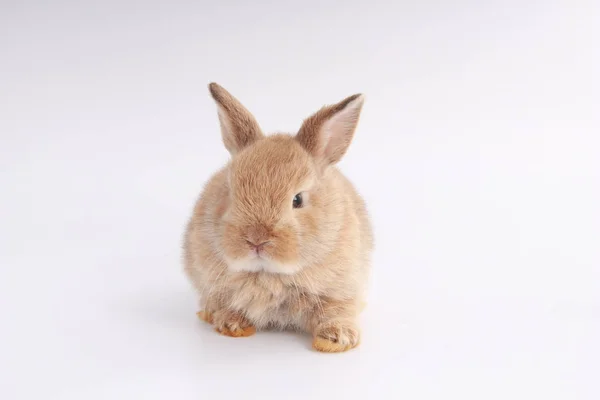 Baby Adorable Rabbit White Background Young Cute Bunny Action Lovely — Stock Photo, Image