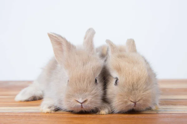 Conejos Jóvenes Lindos Mullidos Adorables Pequeños Enanos Holandeses Conejos Sobre — Foto de Stock