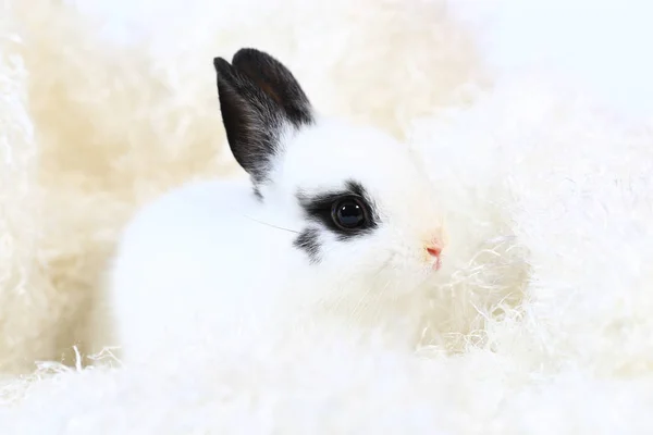 Adorable Petit Lapin Nain Néerlandais Blanc Noir Lapin Sur Fond — Photo