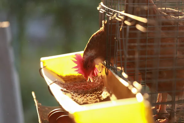 養鶏場は養鶏場で鶏の食べ物を食べる 鶏はケージの下のトレイに新鮮な卵を作ります — ストック写真
