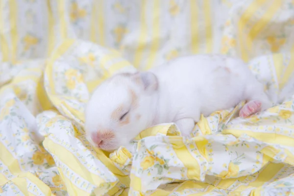 Baby Schöne Hase Schlafend Auf Decke Entzückendes Neugeborenes Kaninchen Beim — Stockfoto