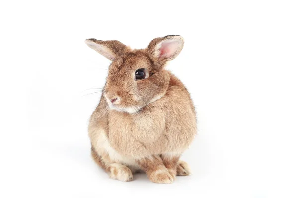 Brown Little Rabbit Adorable Young Bunny White Background — Stock Photo, Image